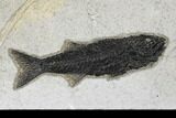 Plate of Three Uncommon Fish (Mioplosus) Fossils - Wyoming #179310-1